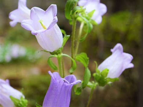 風鈴草 花語|カンパニュラ（風鈴草）の色別花言葉｜由来となった 